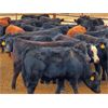 Image 3 : Saddle Ridge & S-S Ranch - 525# Steer Calves - 110 Head (Strathmore, AB)