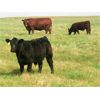 Image 1 : Saddle Ridge & S-S Ranch - 620# Steer Calves - 200 Head (Strathmore, AB)