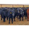 Image 3 : Saddle Ridge & S-S Ranch - 620# Steer Calves - 200 Head (Strathmore, AB)