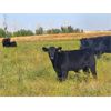 Image 1 : Carhills Land & Cattle & Greg Lausen - 620# Steer Calves - 200 Head (Carseland, AB)