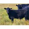 Image 2 : Carhills Land & Cattle & Greg Lausen - 620# Steer Calves - 200 Head (Carseland, AB)
