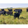 Image 3 : Carhills Land & Cattle & Greg Lausen - 620# Steer Calves - 200 Head (Carseland, AB)