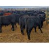 Image 4 : Carhills Land & Cattle & Greg Lausen - 620# Steer Calves - 200 Head (Carseland, AB)