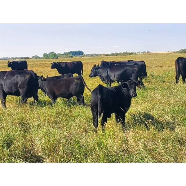 Carhills Land & Cattle & Greg Lausen - 520# Steer Calves - 120 Head (Carseland, AB)