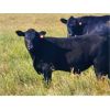 Image 2 : Carhills Land & Cattle & Greg Lausen - 520# Steer Calves - 120 Head (Carseland, AB)