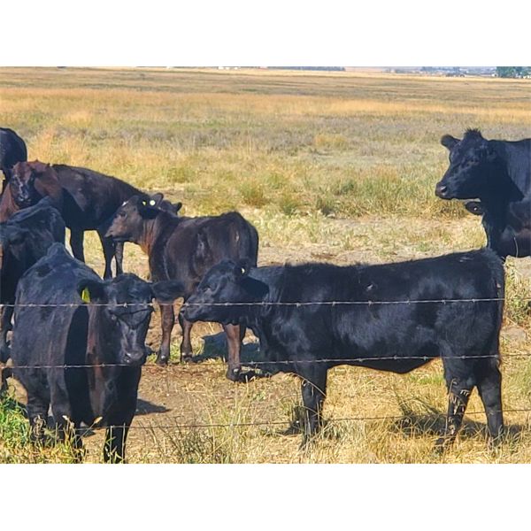 Carhills Land & Cattle & Greg Lausen - 500# Heifer Calves - 100 Head (Carseland, AB)