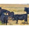 Image 1 : Carhills Land & Cattle & Greg Lausen - 500# Heifer Calves - 100 Head (Carseland, AB)