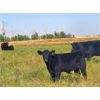Image 2 : Carhills Land & Cattle & Greg Lausen - 500# Heifer Calves - 100 Head (Carseland, AB)