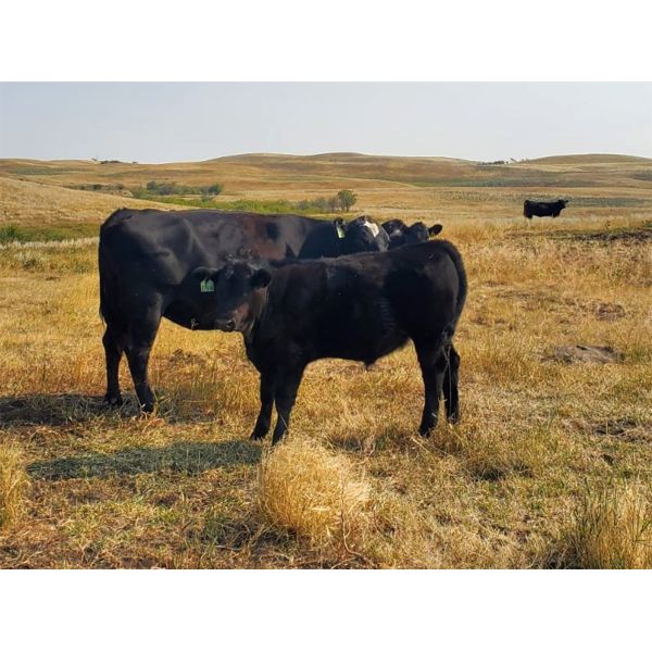 Layton Rosin Ranching - 600# Steer Calves - 75 Head (Hanna, AB)
