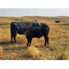 Image 1 : Layton Rosin Ranching - 600# Steer Calves - 75 Head (Hanna, AB)