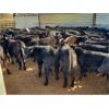Image 3 : Layton Rosin Ranching - 600# Steer Calves - 75 Head (Hanna, AB)