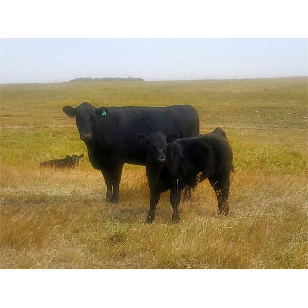 Layton Rosin Ranching - 510# Steer Calves - 75 Head (Hanna, AB)