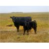 Image 1 : Layton Rosin Ranching - 510# Steer Calves - 75 Head (Hanna, AB)