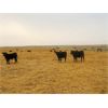 Image 2 : Layton Rosin Ranching - 510# Steer Calves - 75 Head (Hanna, AB)