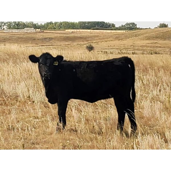 Layton Rosin Ranching - 530# Heifers Calves - 150 Head (Hanna, AB)