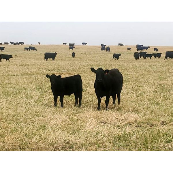 Roes Bros. Ranching - 500# Steer Calves - 110 Head (Dorothy, AB)