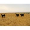 Image 2 : Roes Bros. Ranching - 500# Steer Calves - 110 Head (Dorothy, AB)