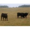 Image 3 : Roes Bros. Ranching - 500# Steer Calves - 110 Head (Dorothy, AB)