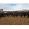 Image 4 : Roes Bros. Ranching - 500# Steer Calves - 110 Head (Dorothy, AB)