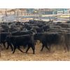 Image 5 : Roes Bros. Ranching - 500# Steer Calves - 110 Head (Dorothy, AB)