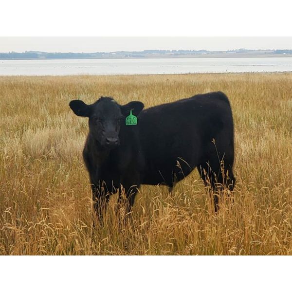 Schunicht Farms - 800# Weaned Steers - 140 Head (Strathmore, AB)