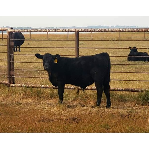 Schunicht Farms - 690# Weaned Steers - 75 Head (Strathmore, AB)