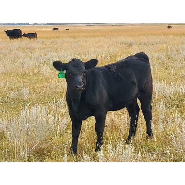 Schunicht Farms - 700# Weaned Heifers - 160 Head (Strathmore, AB)