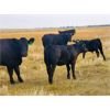 Image 3 : Schunicht Farms - 700# Weaned Heifers - 160 Head (Strathmore, AB)