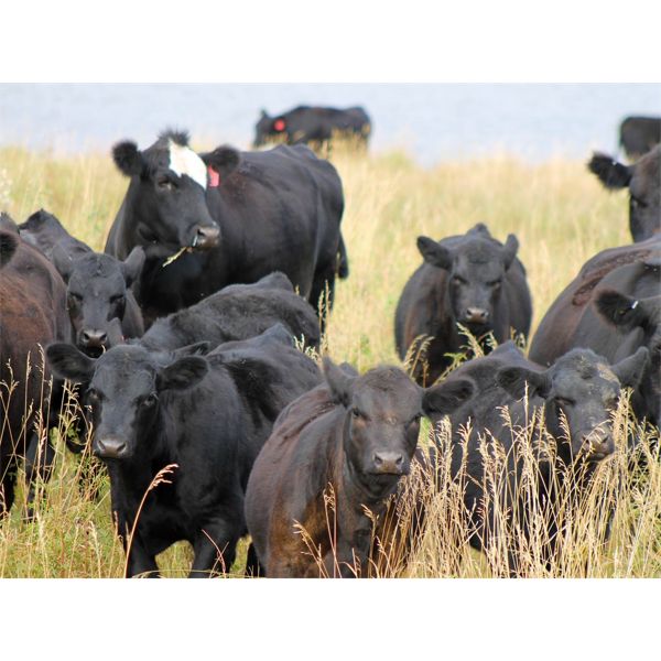 Perrin Ranching 1990 Ltd. - 520# Steer Calves - 105 Head (Kyle, SK)