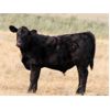 Image 3 : Perrin Ranching 1990 Ltd. - 520# Steer Calves - 105 Head (Kyle, SK)