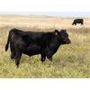 Image 4 : Perrin Ranching 1990 Ltd. - 520# Steer Calves - 105 Head (Kyle, SK)