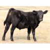 Image 5 : Perrin Ranching 1990 Ltd. - 520# Steer Calves - 105 Head (Kyle, SK)