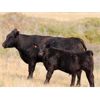 Image 6 : Perrin Ranching 1990 Ltd. - 520# Steer Calves - 105 Head (Kyle, SK)