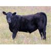 Image 7 : Perrin Ranching 1990 Ltd. - 520# Steer Calves - 105 Head (Kyle, SK)