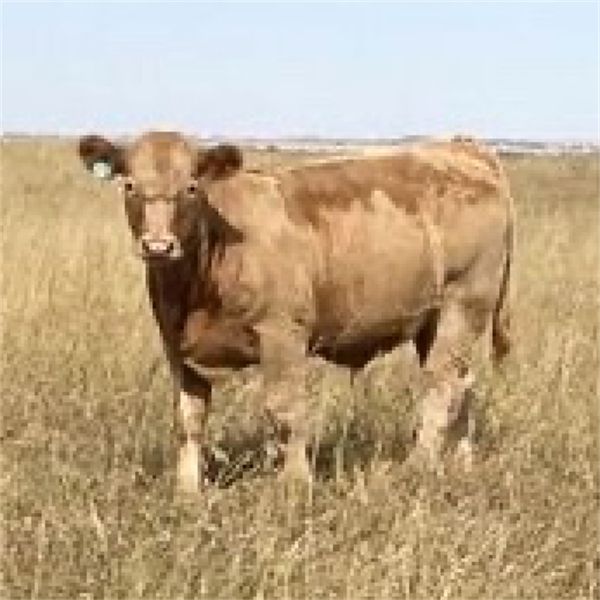 Rick Taggart - 650# Steer Calves - 37 Head (Nanton, AB)