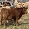 Image 2 : Rick Taggart - 650# Steer Calves - 37 Head (Nanton, AB)