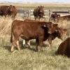 Image 3 : Rick Taggart - 650# Steer Calves - 37 Head (Nanton, AB)
