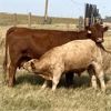 Image 5 : Rick Taggart - 650# Steer Calves - 37 Head (Nanton, AB)