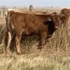 Image 6 : Rick Taggart - 650# Steer Calves - 37 Head (Nanton, AB)