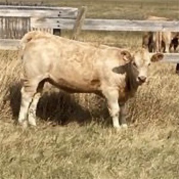 Rick Taggart - 620# Heifer Calves - 38 Head (Nanton, AB)