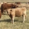 Image 2 : Rick Taggart - 620# Heifer Calves - 38 Head (Nanton, AB)