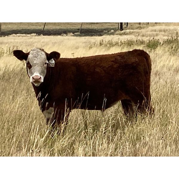 Jones Hereford Ranch - 610# Steer Calves - 75 Head (Balzac, AB)