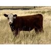 Image 1 : Jones Hereford Ranch - 610# Steer Calves - 75 Head (Balzac, AB)