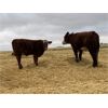 Image 2 : Jones Hereford Ranch - 610# Steer Calves - 75 Head (Balzac, AB)