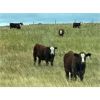 Image 3 : Jones Hereford Ranch - 610# Steer Calves - 75 Head (Balzac, AB)
