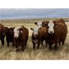 Image 5 : Jones Hereford Ranch - 610# Steer Calves - 75 Head (Balzac, AB)