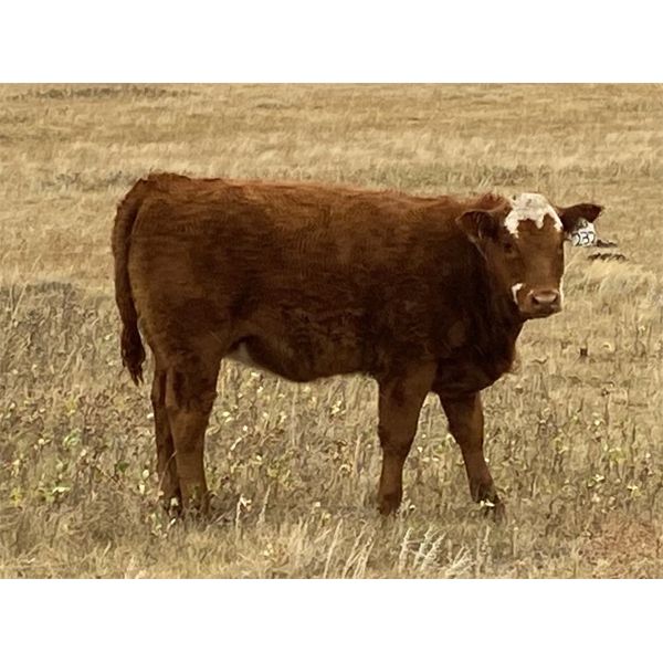 Jones Hereford Ranch - 540# Heifer Calves - 40 Head (Balzac, AB)