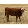 Image 1 : Jones Hereford Ranch - 540# Heifer Calves - 40 Head (Balzac, AB)