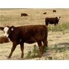Image 2 : Jones Hereford Ranch - 540# Heifer Calves - 40 Head (Balzac, AB)