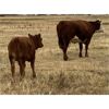 Image 5 : Jones Hereford Ranch - 540# Heifer Calves - 40 Head (Balzac, AB)